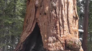 Walking through a hollowed out huge dead Sequoia Tree in Cal 5/8/23