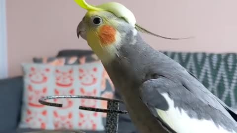 Wonderful singing of the cocktail bird with a piece of lettuce on its head