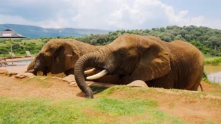 Beautiful elephants taking sun bath.
