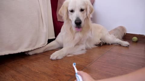 Funny Dog Reaction to Electric Toothbrush