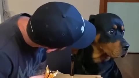 ROTTWEILER WANTS TO EAT PIZZA