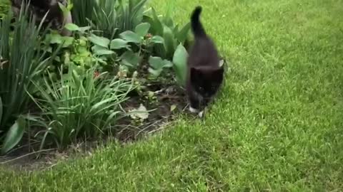 little cute kitten the first time playing outside