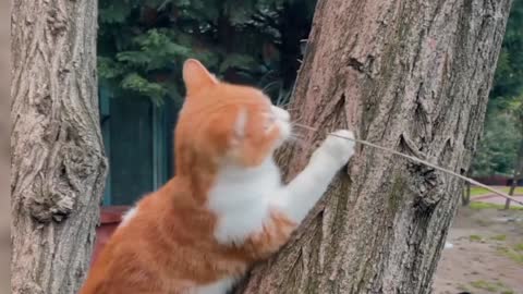 Funny cats video so funny🤣🙉