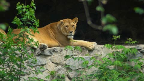 Lion lies on the rocks in the zoo. Resting surrounded by green trees