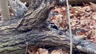 Huge Hairy woodpecker pecking into a crevasse