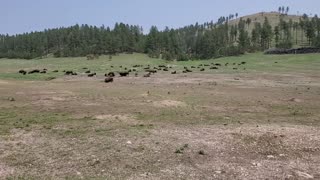 The Herd