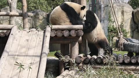 A day without feeling sad ~# panda