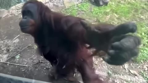 The smartest orangutan ever 👏