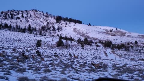 Elk, Mountain Life