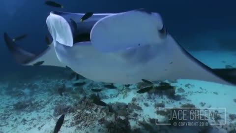 Incredible Reef Manta Swimming Straight To A Diver's Camera