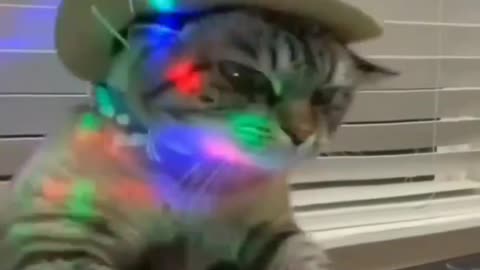 Cats for DJ song so funny 🤣