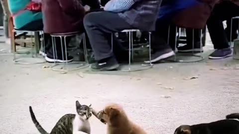 Dog vs cat comedy video