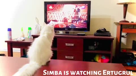 Cat is Watching Ertugrul Ghazi Funny video
