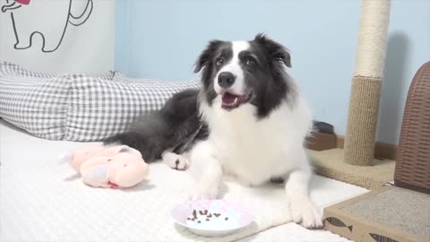 Border Collie Shocked by Rescued Tiny Kitten Stealing Her Food