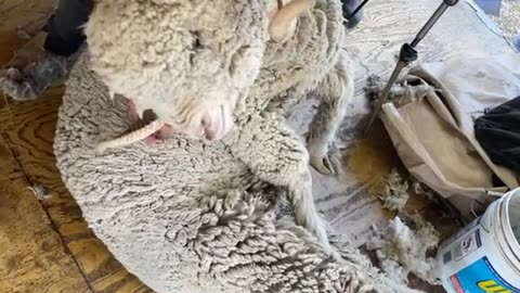 Big Beautiful Wool Blind Rambouillet Ram