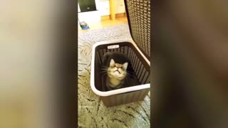 Funniest Animals 2023 😂 New Funny Cats and Dogs Videos 😻🐶 Part 3