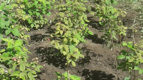 Raspberries cleaned from grass