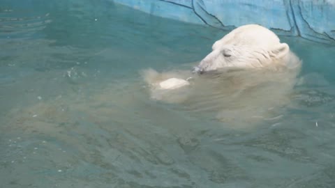 Polar bear Umka in relaxed mood