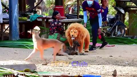 Dogs run up the dust | fake tiger prank dog 2021 | Fake Tiger Prank Dog So Funny