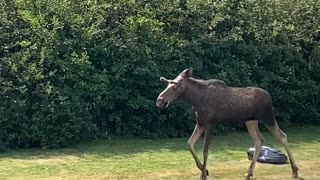 Moose Stomps on Robot Lawnmower