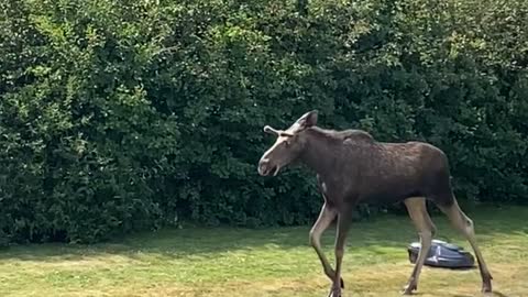 Moose Stomps on Robot Lawnmower