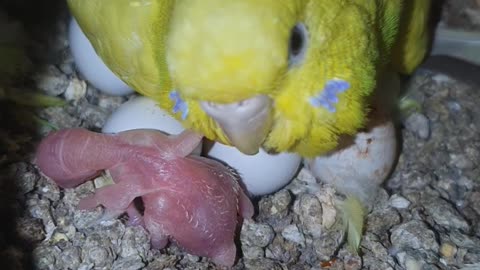 Budgies parrots parakeets and her chick