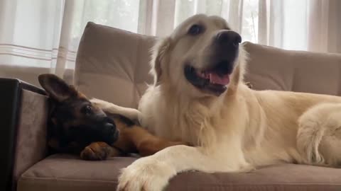 How the Golden Retriever and the German Shepherd Became Best Friends [Compilation]