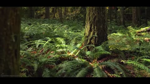Forest - Cinematic Forest - Nature Video