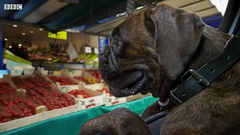 Why Dogs Stick Their Heads Out Of Car Windows | Pets: Wild At Heart | BBC Earth