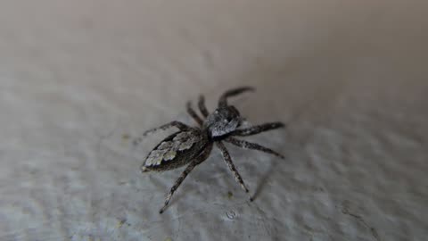 Jumping Spider Close-Up