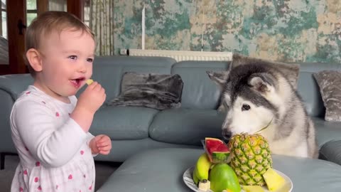 Hilarious Baby & Husky Reviewing Exotic Fruits!💖😂. [FUNNIEST VIDEO EVER!!]