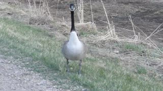 Protecting my goose buddy at the university farm in Edmonton Alberta Canada