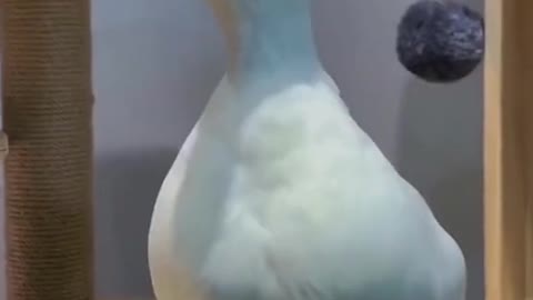 🐕 Stupid duck this is your egg 🤬