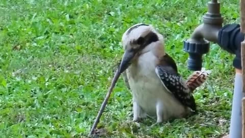 It's this bird's lucky day since he just caught a giant worm!