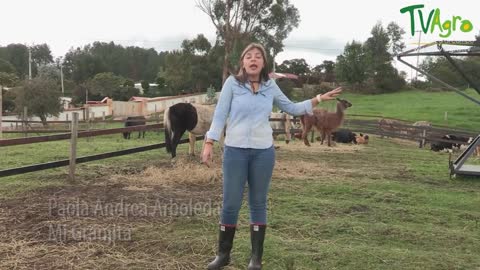 Diferencias entre las Llamas y Alpacas - TvAgro por Juan Gonzalo Angel