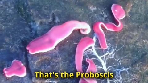 A Worm From Horror Movies - Meet Proboscis Worm