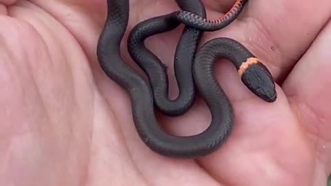 Cute Baby Snake #ThatMoment