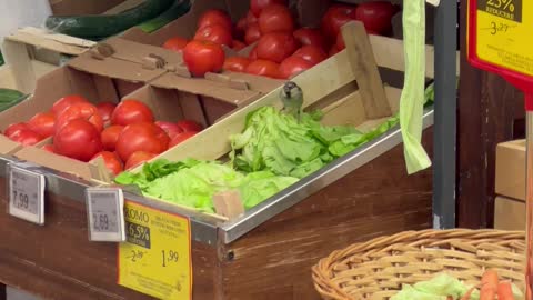 Bird Gets Free Lettuce at Market in Romania