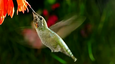 Hummingbirds are the only birds that can fly backwards 💓