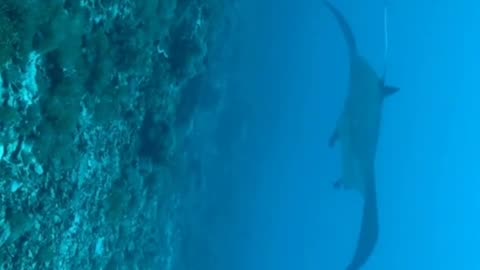 Scuba diver finds herself in the path of incoming gaint Manta Rays
