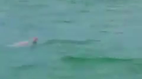 The return of the Rare pink Dolphins (Rare Pink Dolphins),near miami beach