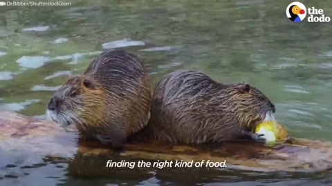 Chunky Orphaned Beaver Bonds With His Girlfriend Over Food | The Dodo