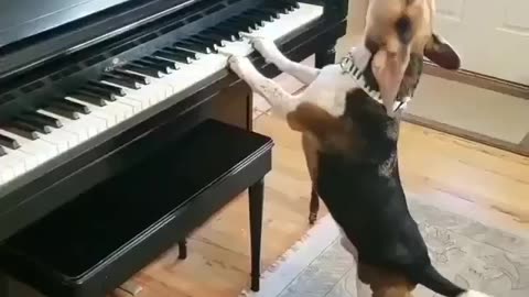 Chopin with Chops A Bark-tastic Symphony