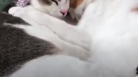 Kissing cat