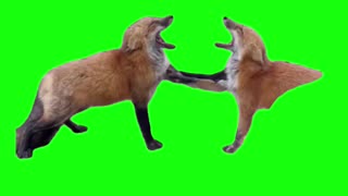 Laughing Foxes | Green Screen