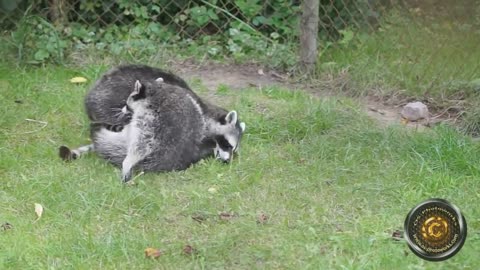 #Racoons mating&&&&