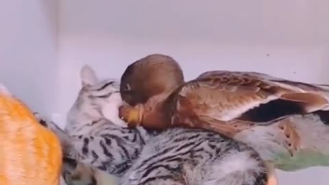 Cat Fight Duck