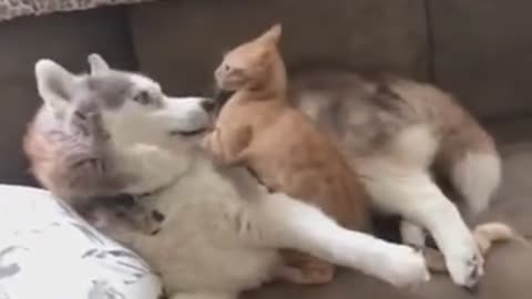 Cat and dog 🤣 fight