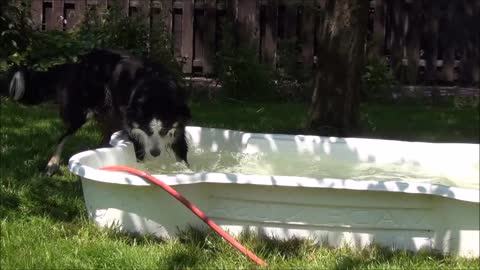 Funny and crazy Border Collie is playing with the water hose