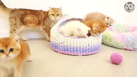 Cute kittens